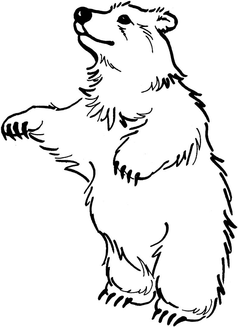 The bear stand up coloring page bear coloring pages polar bear coloring page coloring pages