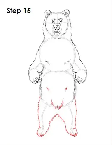 How to draw a grizzly bear standing
