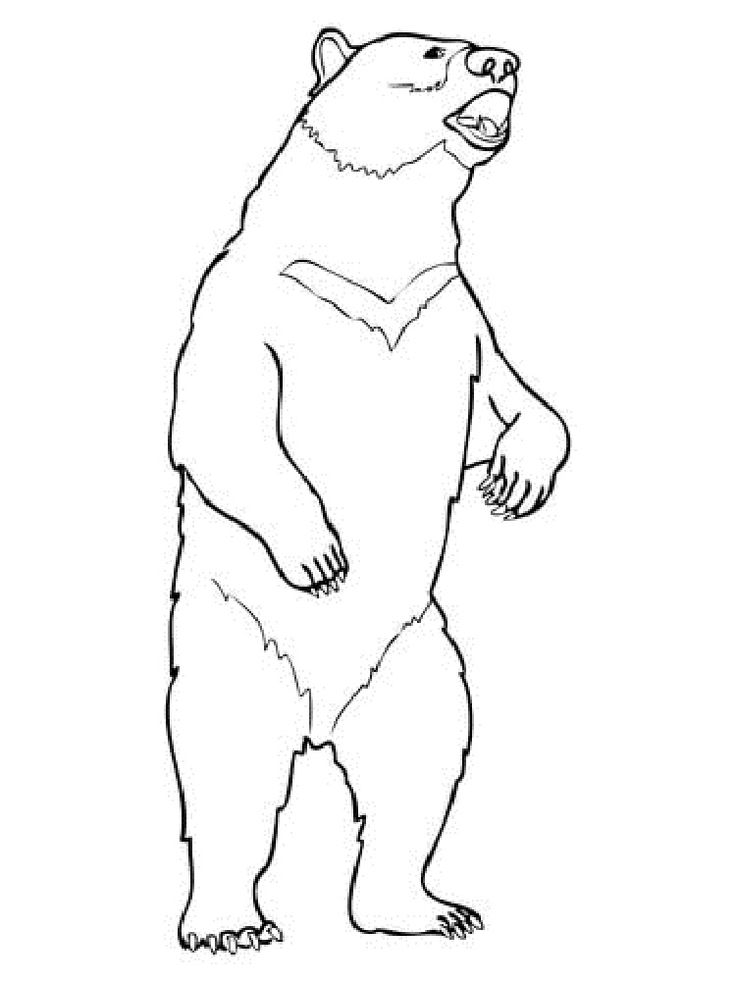 Moon bear loring pages check more at httpprinzewilsonmmoon