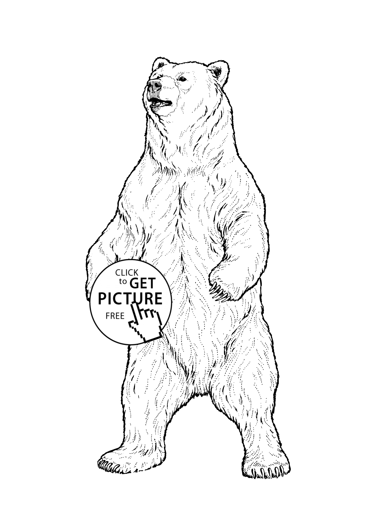 Grizzly bear real animals coloring pages for kids printable free bear drawing bear coloring pages bear sketch