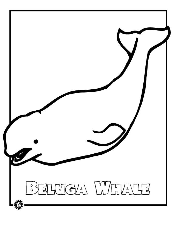 Free beluga whale coloring beluga whale whale coloring pages animal coloring pages