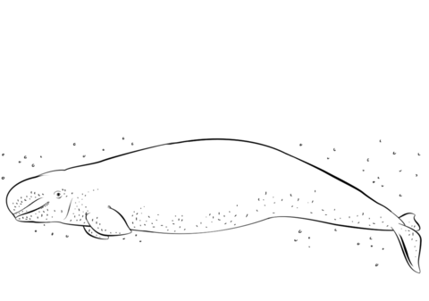 Beluga whale coloring page free printable coloring pages