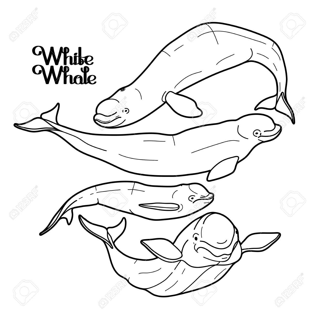 Graphic beluga whale collection white whale sea creature isolated on white background vector ocean mammal coloring book page design for adults and kids royalty free svg cliparts vectors and stock illustration image
