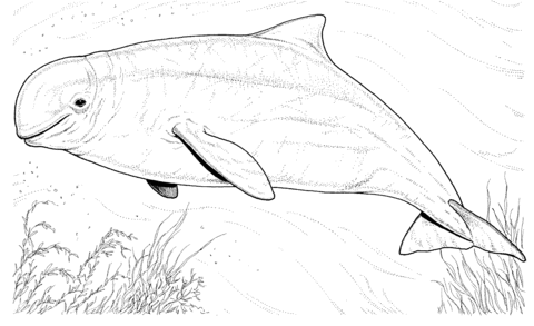 Beluga whale coloring page free printable coloring pages beluga whale whale coloring pages dolphin coloring pages