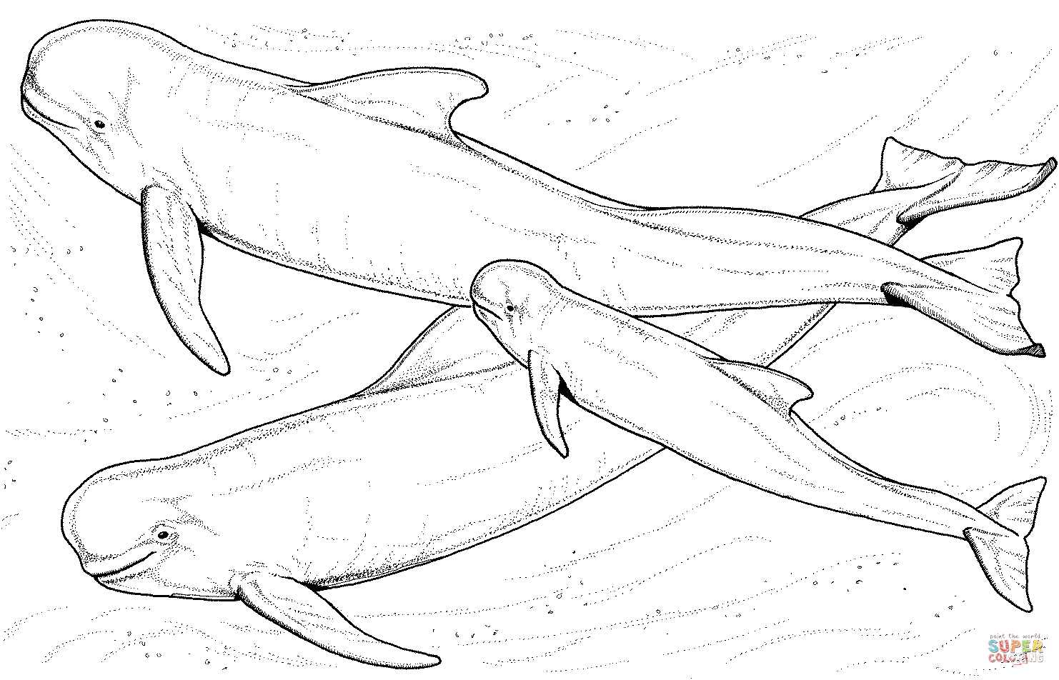 Beluga whales coloring page free printable coloring pages