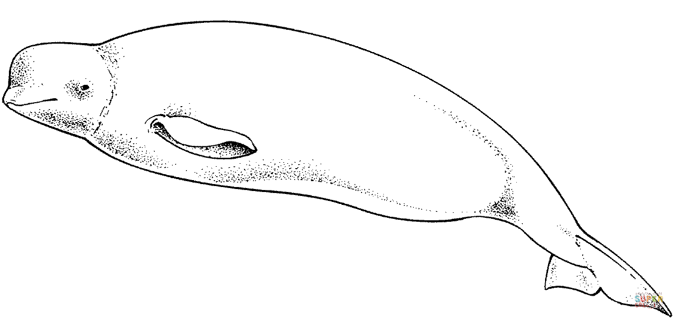 Cute beluga whale coloring page free printable coloring pages whale coloring pages beluga whale coloring pages