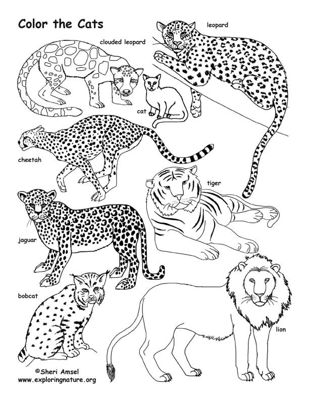 Color animals on exploringnatureorg family coloring pages cat coloring page cat family