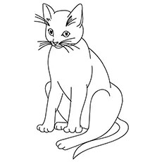 Coloring pages big cat