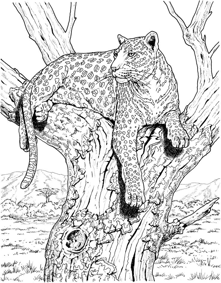 Leopard