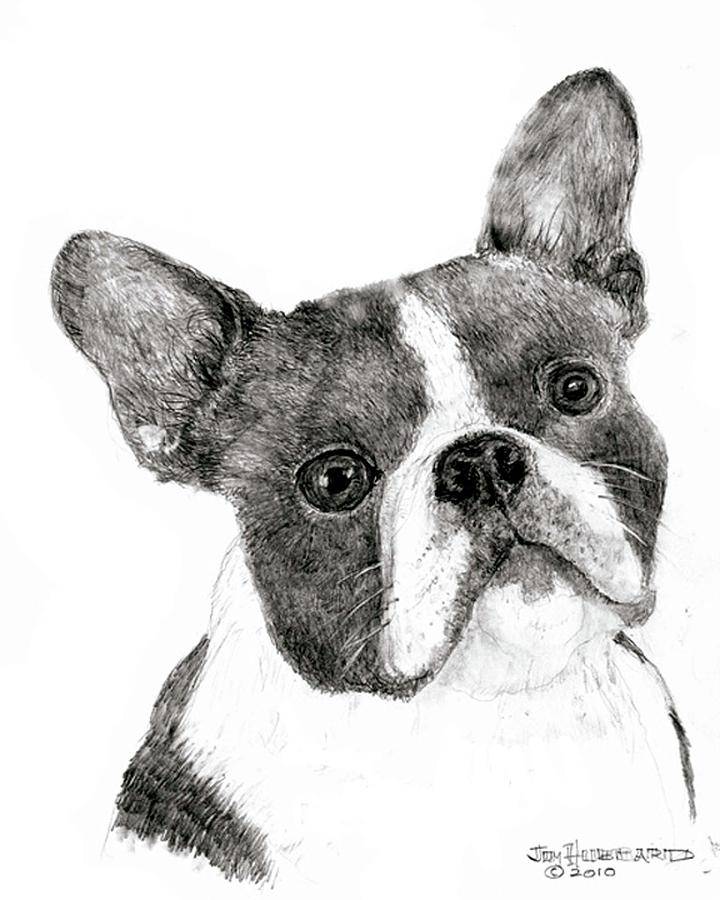 Boston terrier drawing by jim hubbard