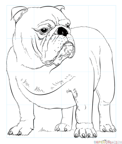 How to draw english bulldog step by step drawing tutorials