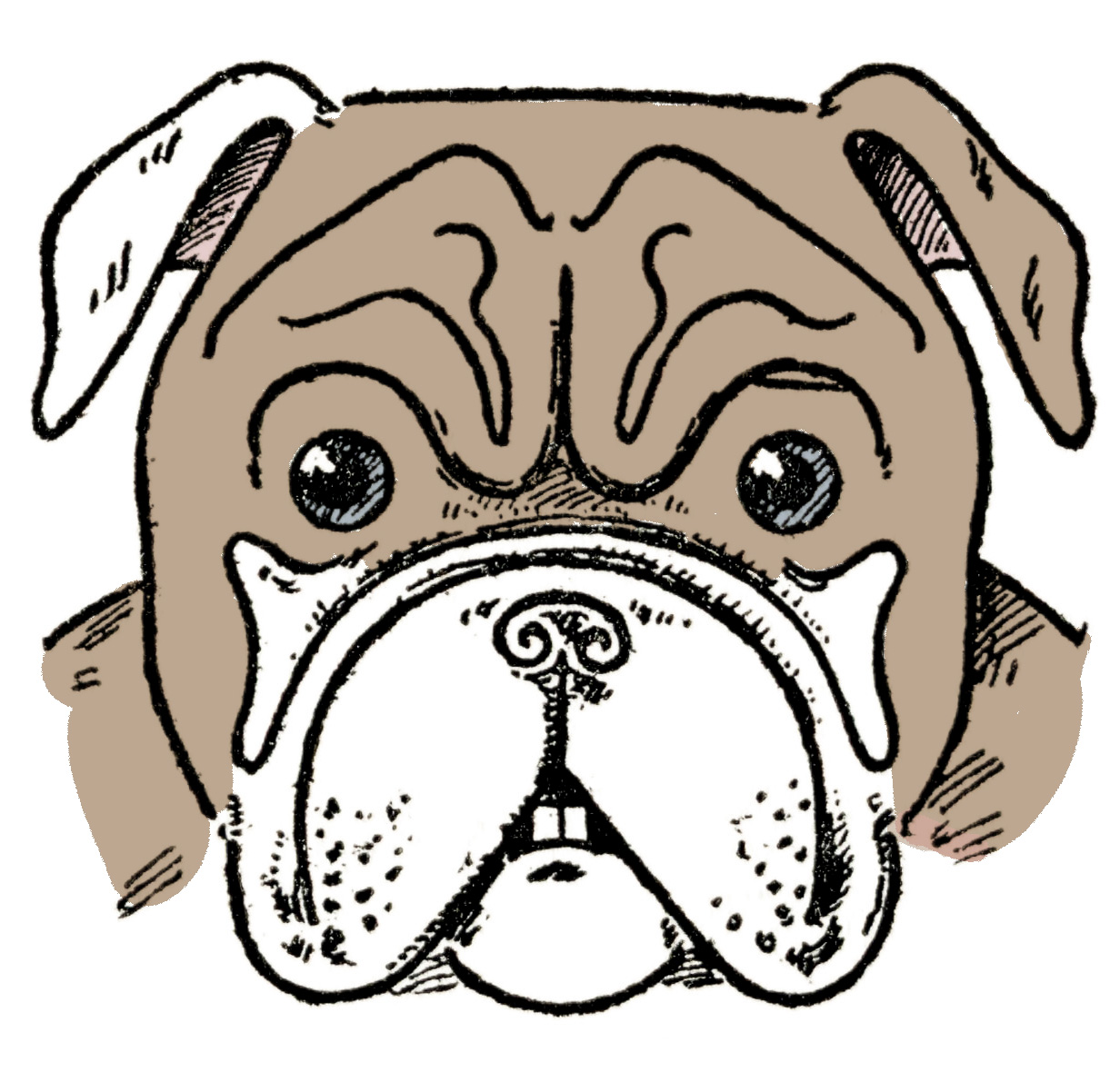 Dog drawing bulldog pug dachshund