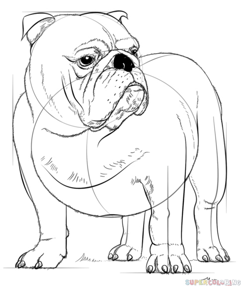 How to draw english bulldog step by step drawing tutorials