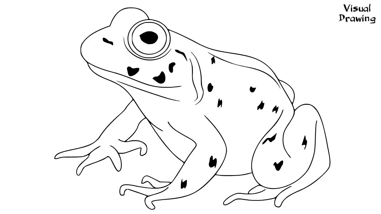 Bullfrog drawing easy how to draw a american bullfrog for beginners step by step bullfrog