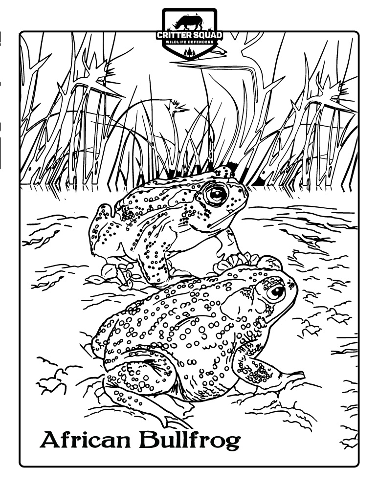 African bullfrog coloring