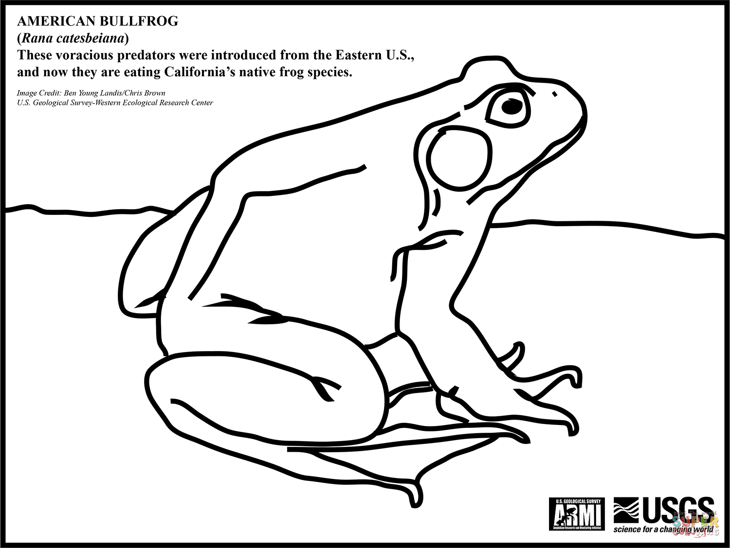 American bullfrog coloring page free printable coloring pages