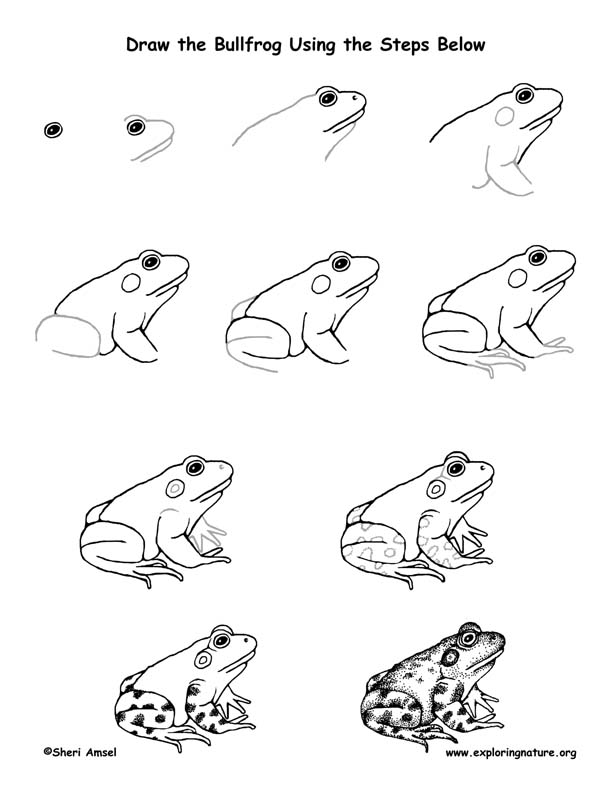 Frog bullfrog drawing lesson