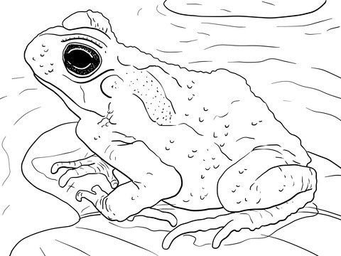 Juvenile cane toad coloring page free printable coloring pages