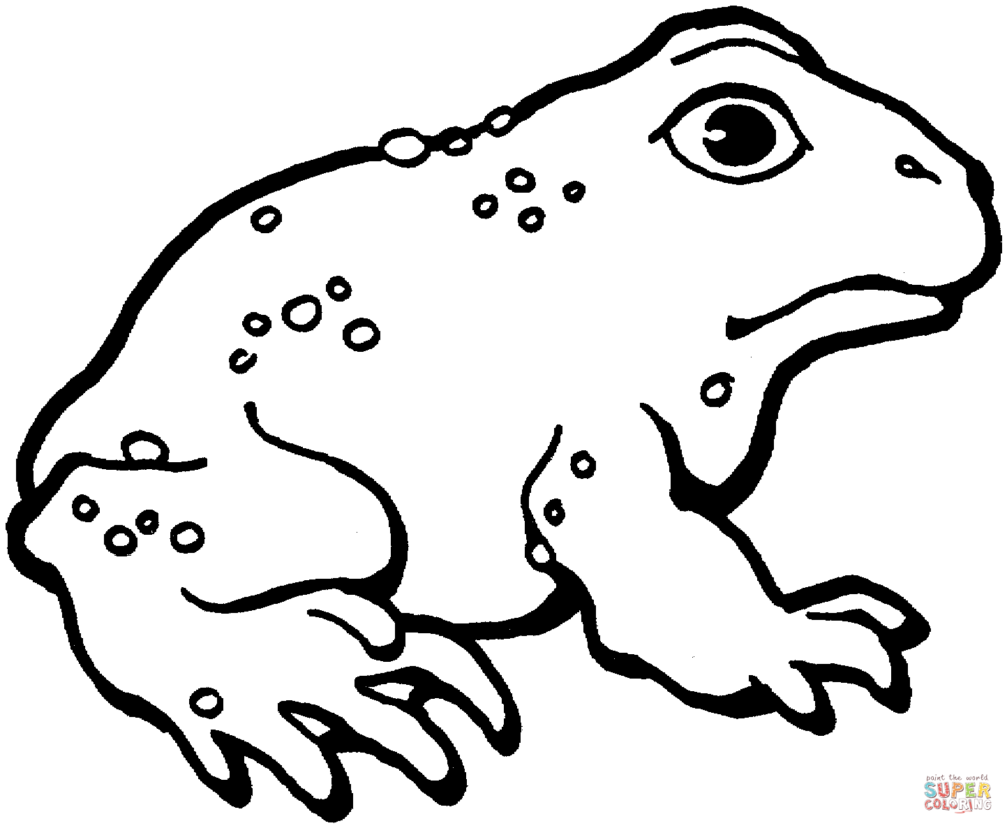 American toad coloring page free printable coloring pages