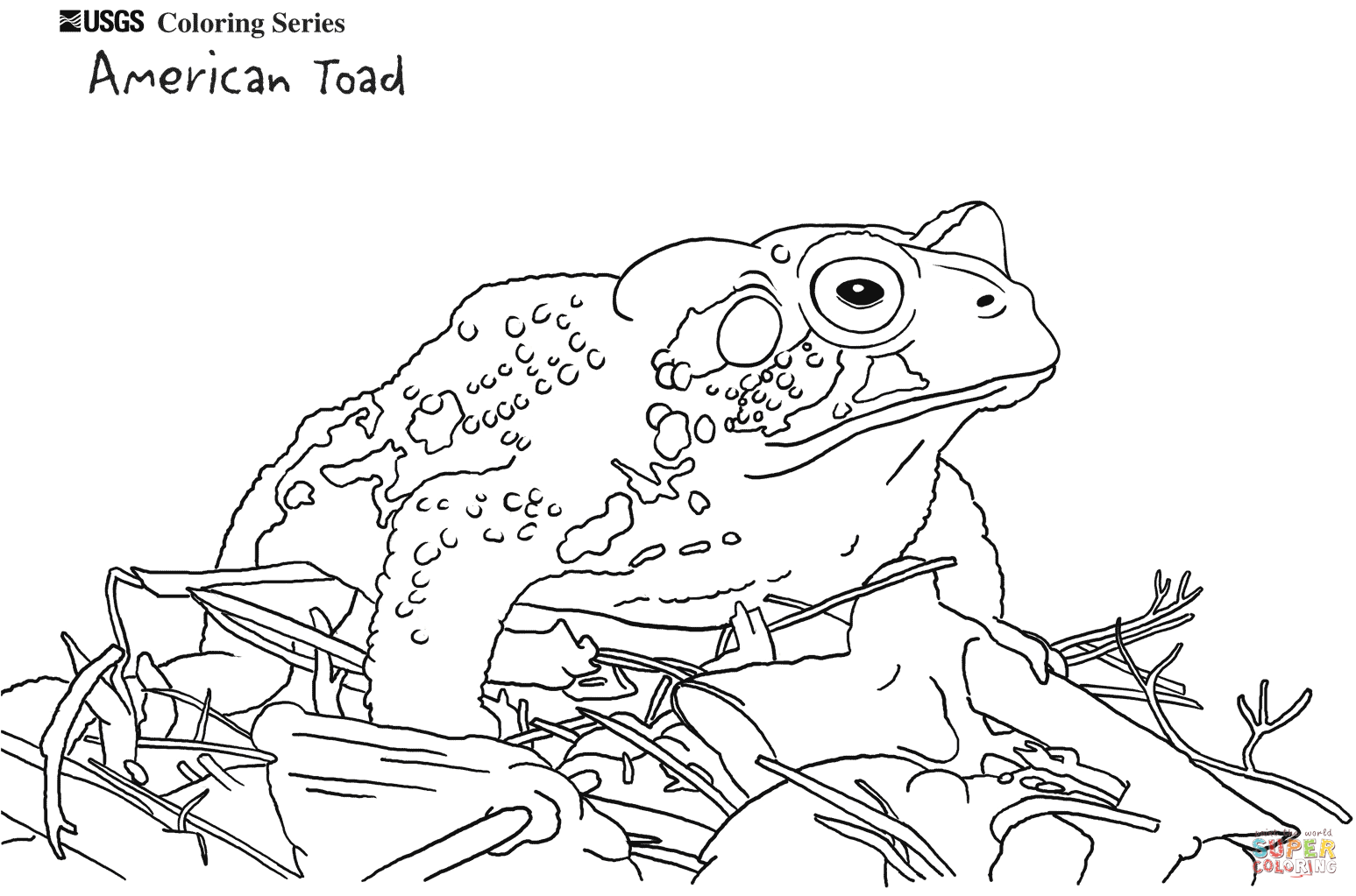 American toad coloring page free printable coloring pages