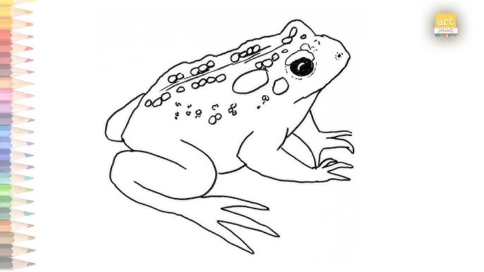 How to draw a toad