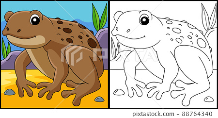 Cane toad frog animal coloring page illustration