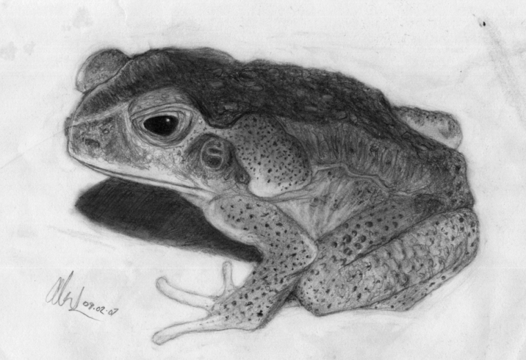Animal sketch ii