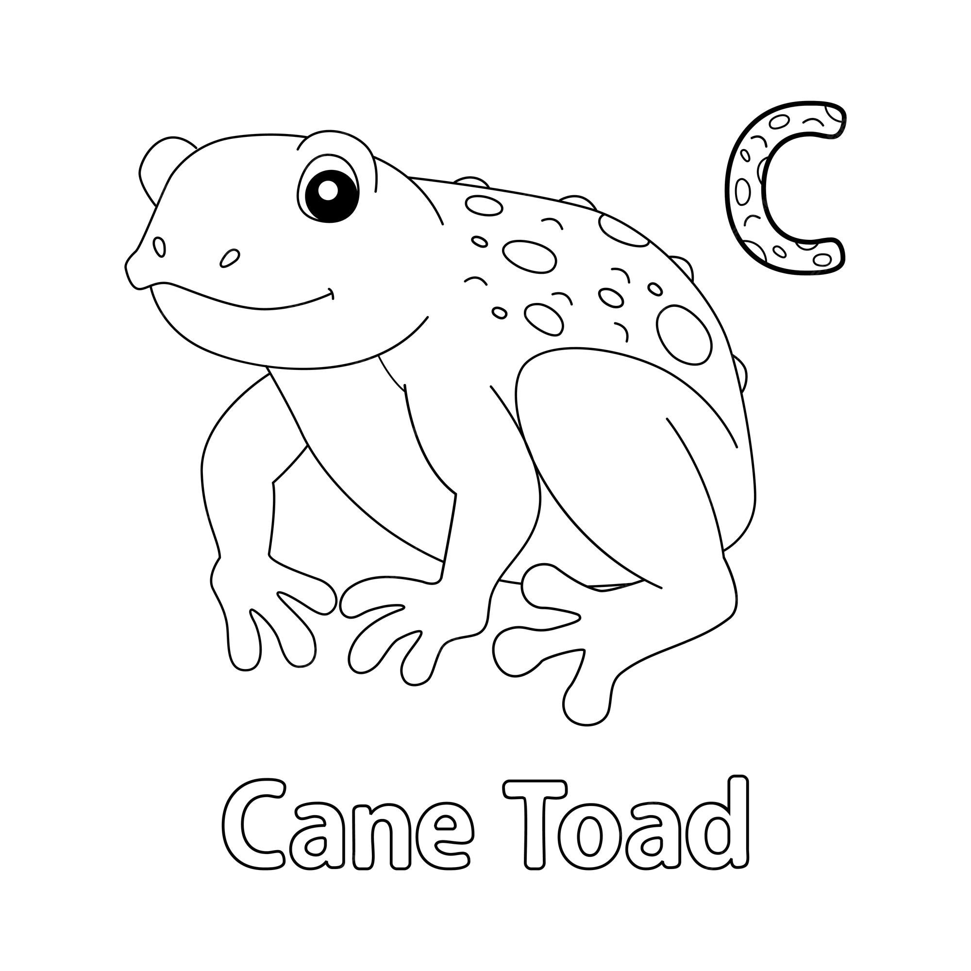 Premium vector cane toad alphabet abc coloring page c