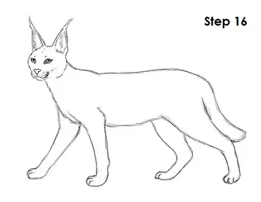 How to draw a caracal