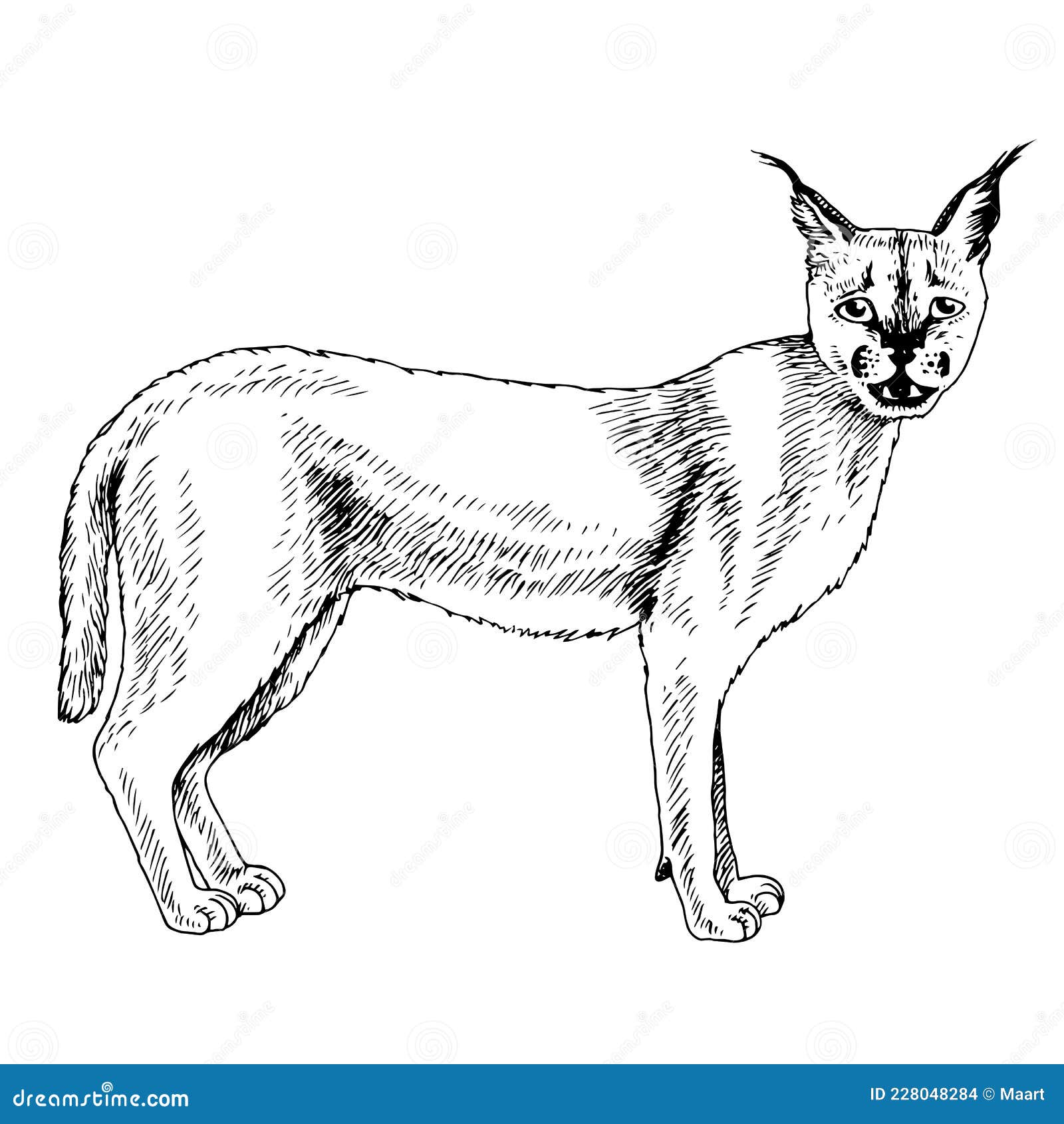 Caracal sketch stock illustrations â caracal sketch stock illustrations vectors clipart
