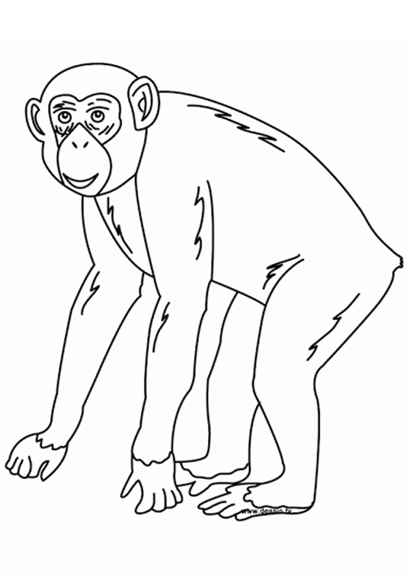 Coloring pages chimpanzee coloring pages for kids
