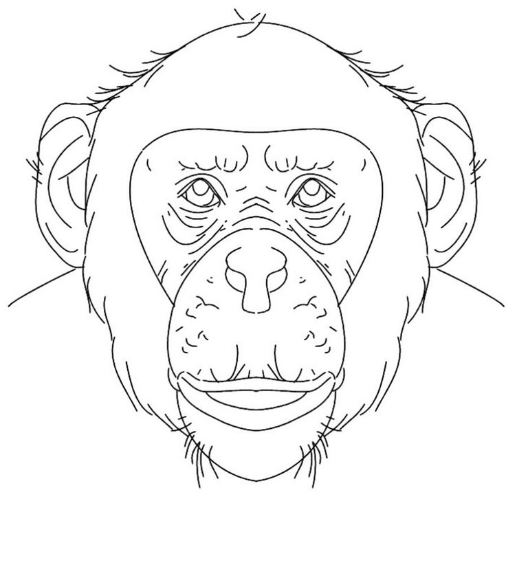 Free printable chimpanzee coloring pages for kids animal coloring pages coloring pages printable coloring pages