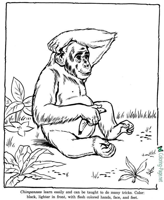 Chimpanzee coloring pages zoo
