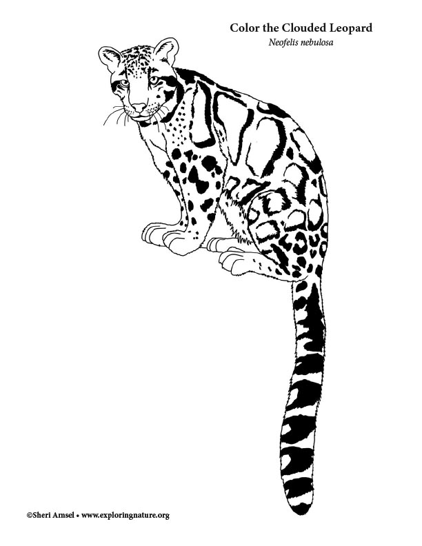 Leopard clouded coloring page