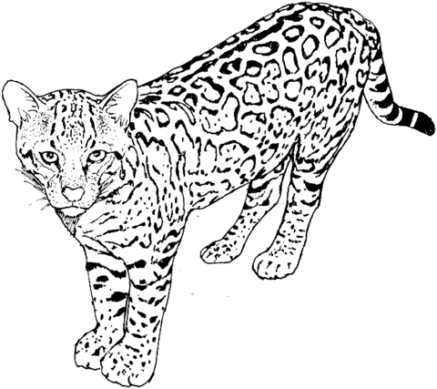 Leopard coloring page free printable coloring pages