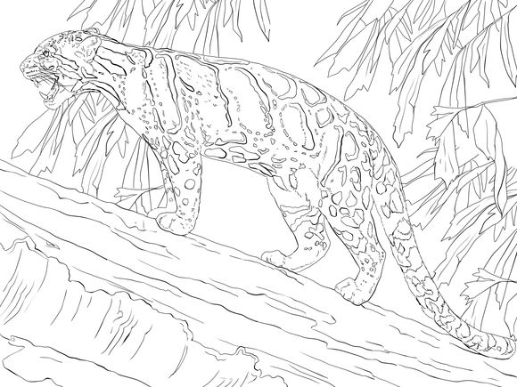 Clouded leopard standing on tree coloring page animal coloring pages coloring pages tree coloring page
