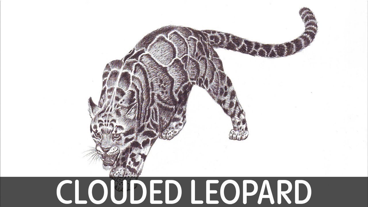 How to draw clouded leopard