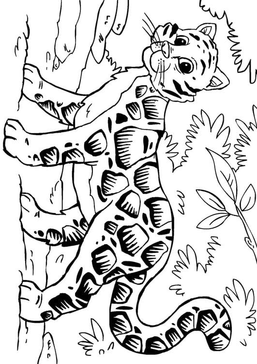 Coloring page clouded leopard
