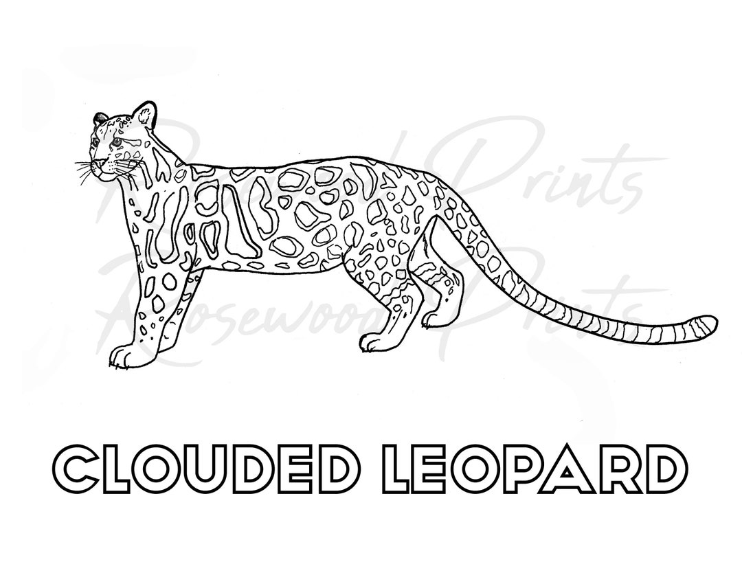Clouded leopard coloring page instant download
