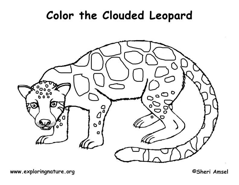 Leopard clouded â coloring nature
