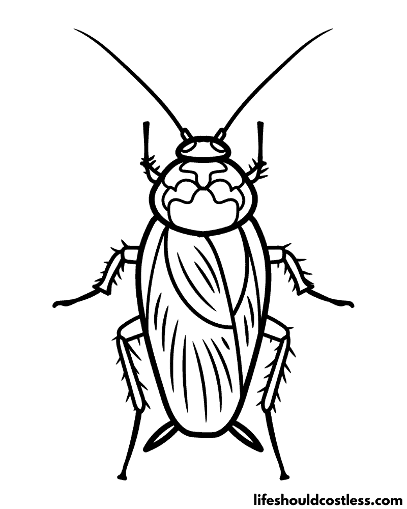 Cockroach coloring pages free printable pdf templates