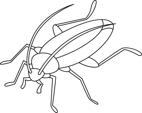 Cockroach coloring page free printable coloring pages