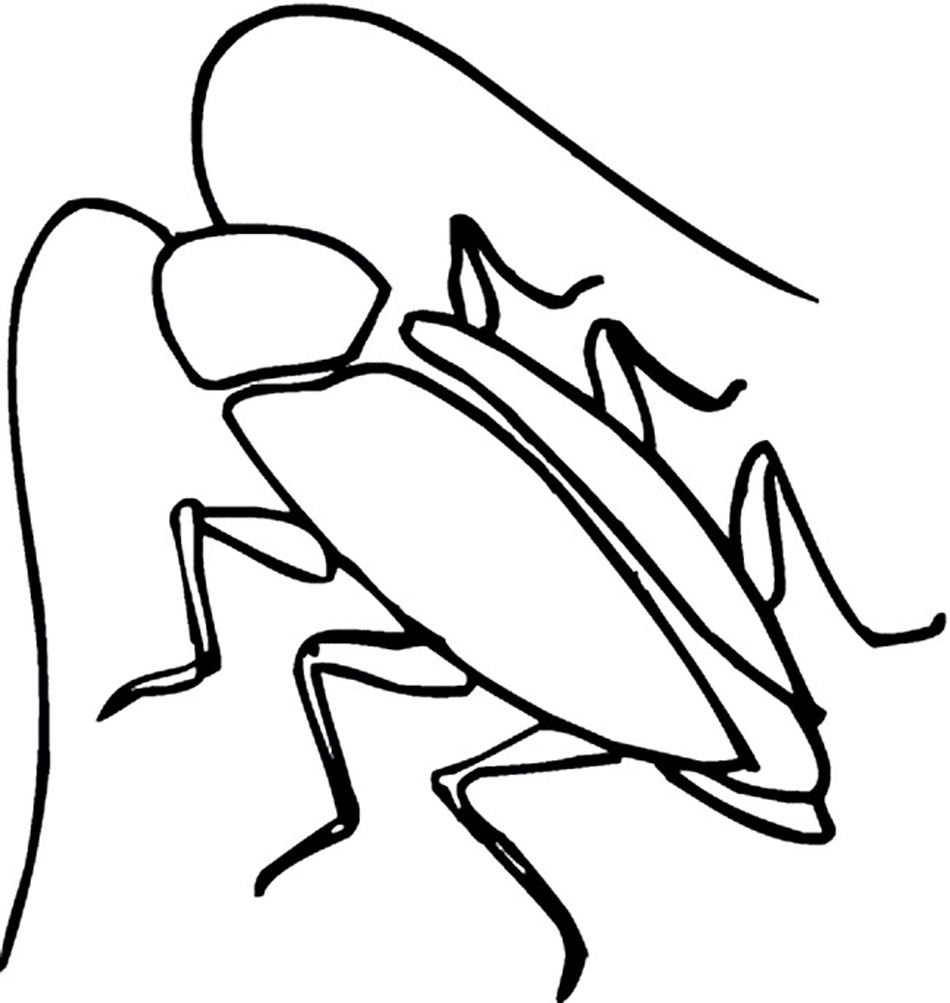 Free printable cockroach coloring pages for kids coloring pages coloring pages to print animal line drawings