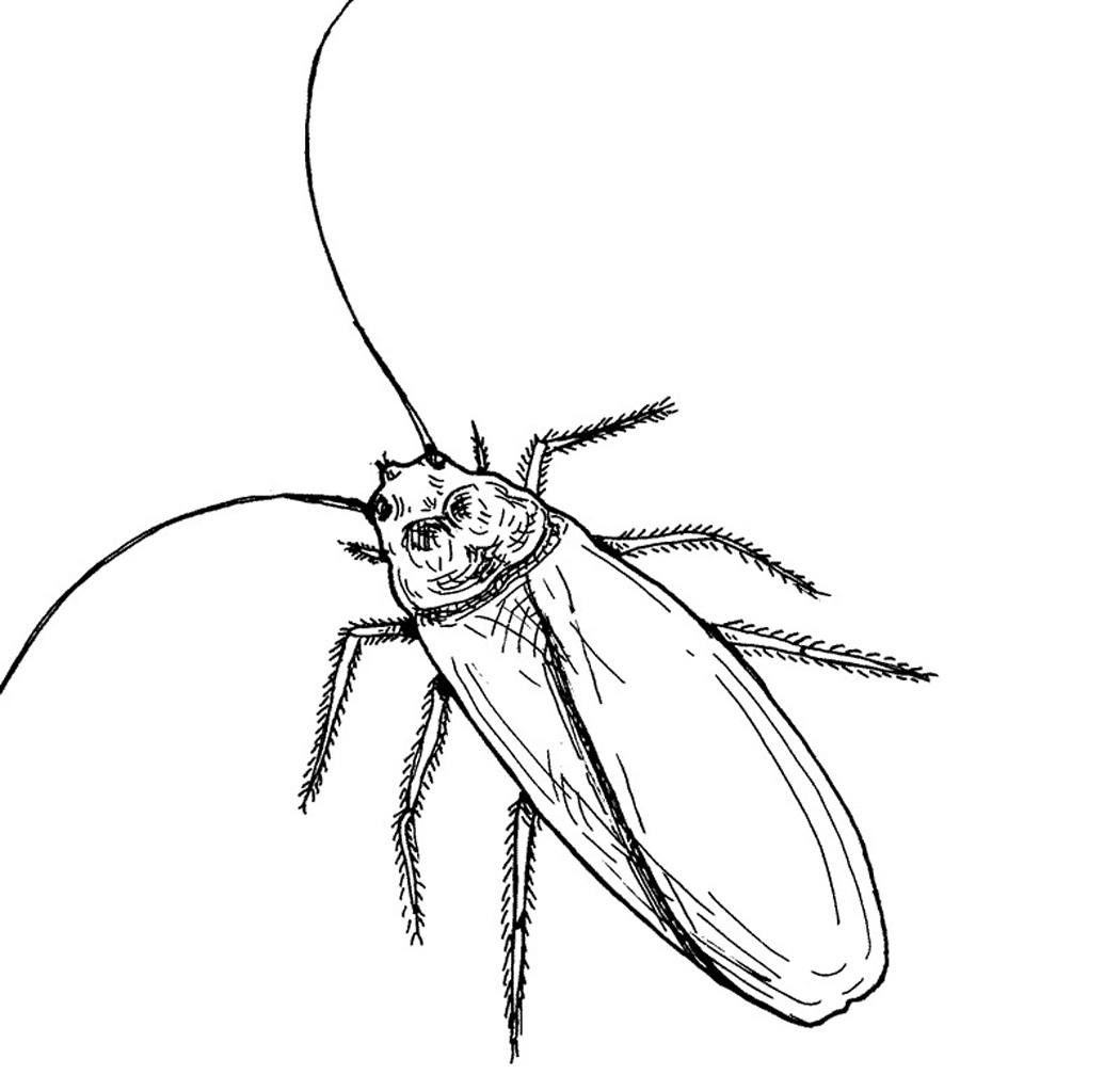 Free printable cockroach coloring pages for kids