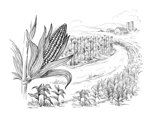Illustration of cornfield grain stalk sketch stock illustration