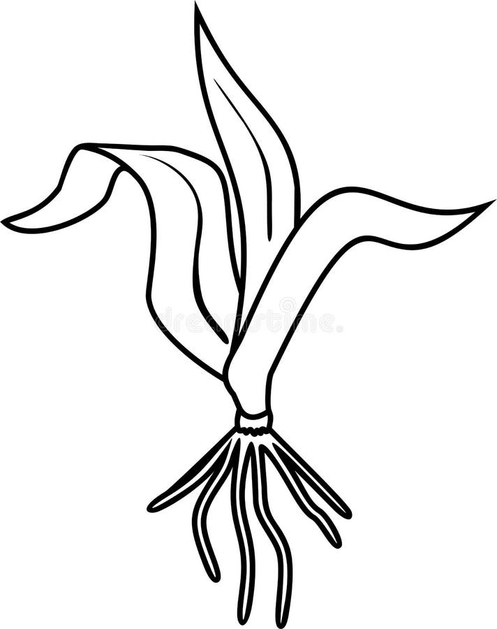 Coloring page with young corn maize plant with leaves and root system stock vector