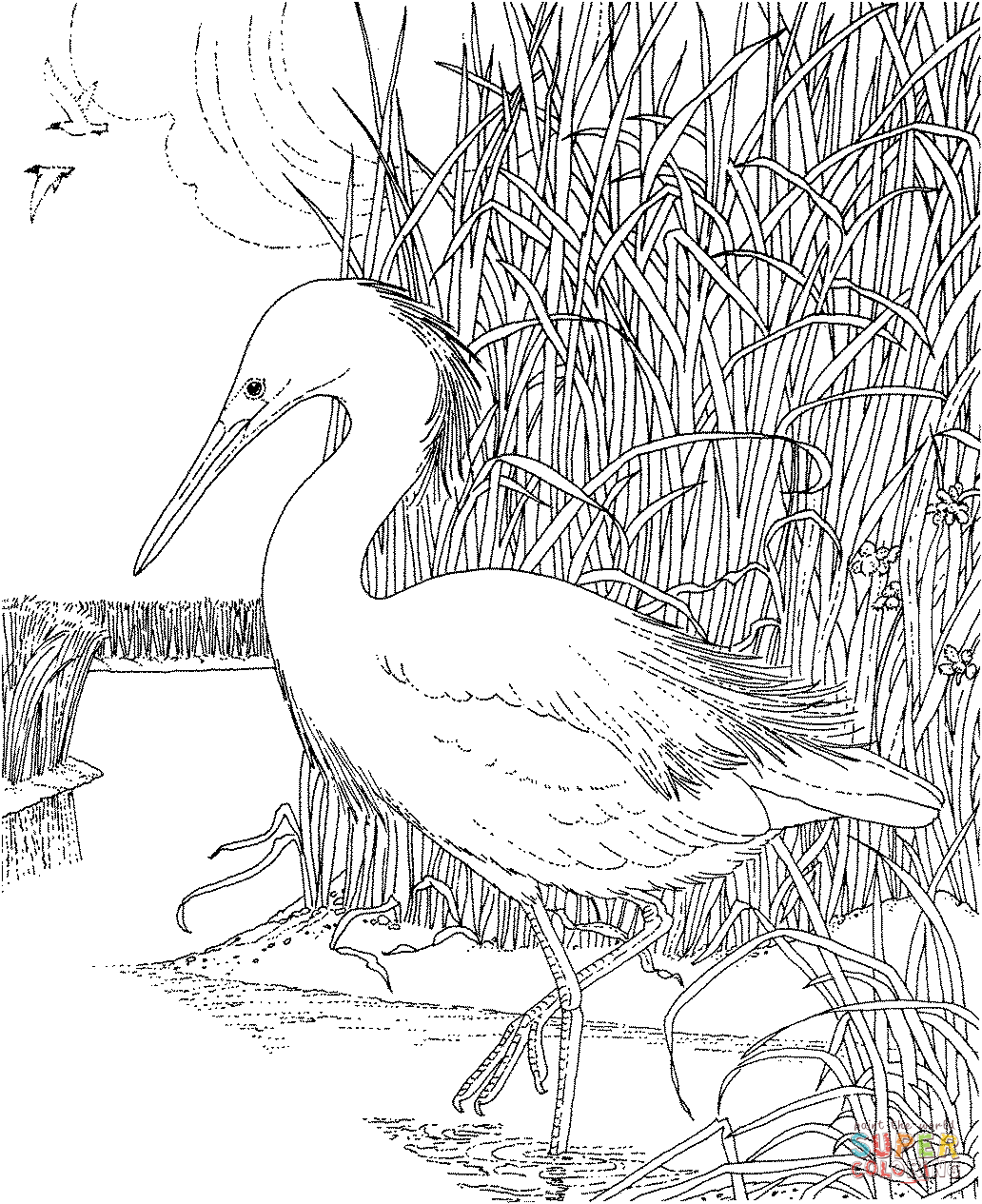 Whooping crane bird coloring page free printable coloring pages