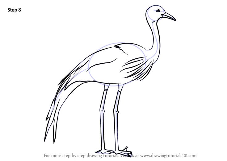 Learn how to draw a blue crane birds step by step drawing tutorials crane bird crane drawings