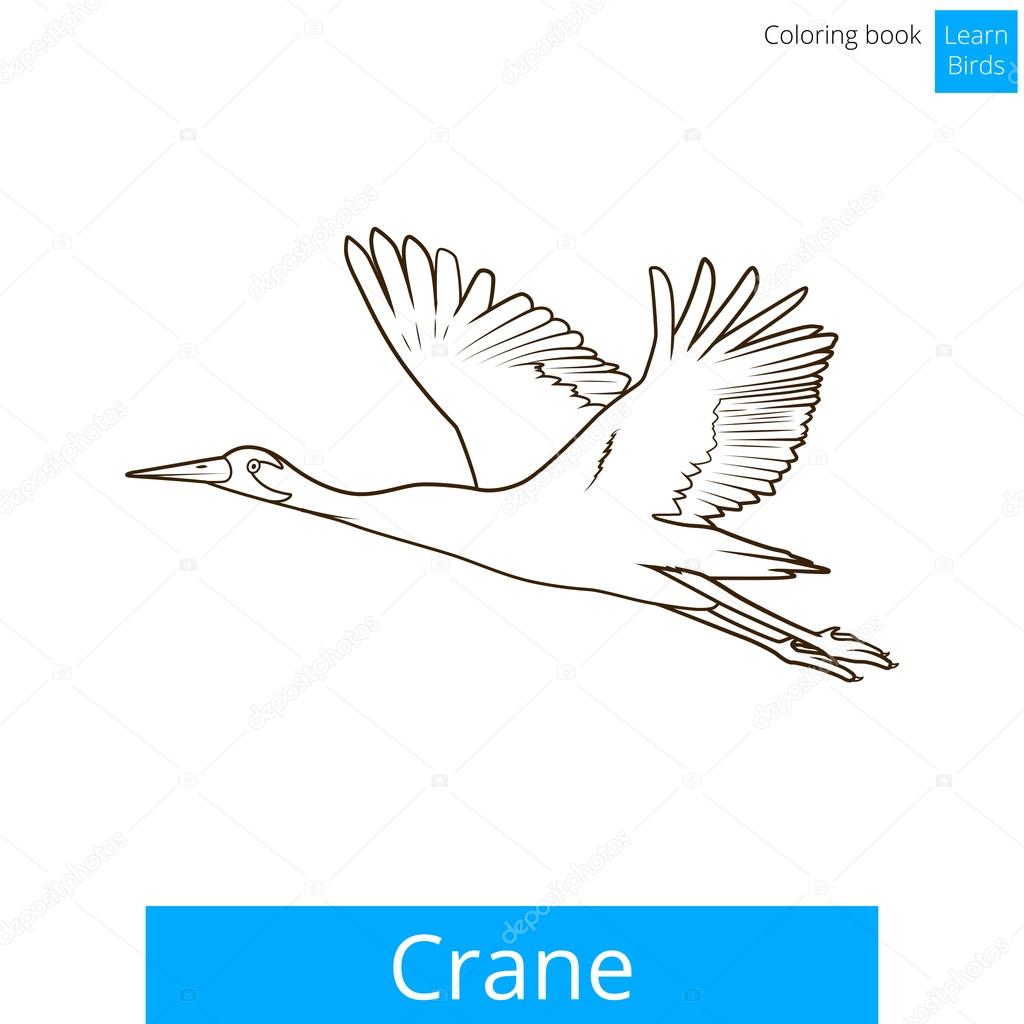 Crane bird learn birds coloring book vector stock vector by alexanderpokusay