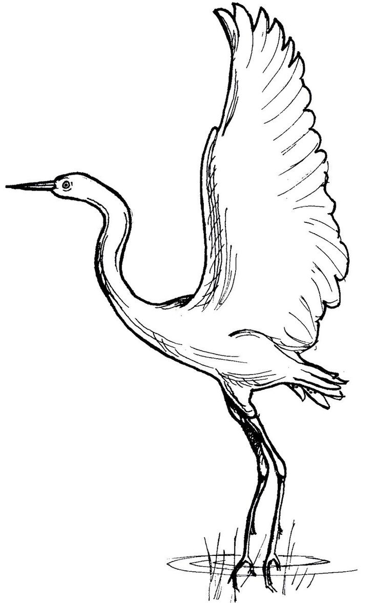 Image result for water crane printable coloring pages bird coloring pages bird drawings animal coloring pages